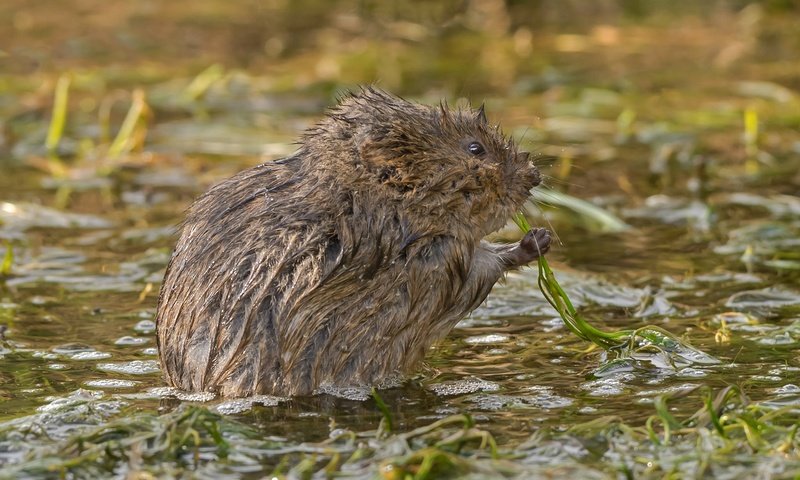 Обои природа, мышь, мокрая, грызун, водяная полёвка, полевка, nature, mouse, wet, rodent, water vole, vole разрешение 2048x1425 Загрузить