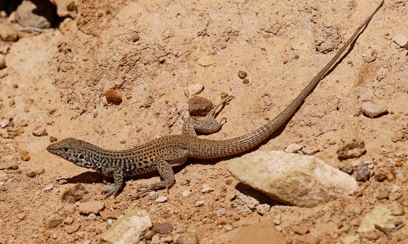 Обои природа, пустыня, ящерица, пресмыкающееся, nature, desert, lizard, reptile разрешение 2048x1250 Загрузить