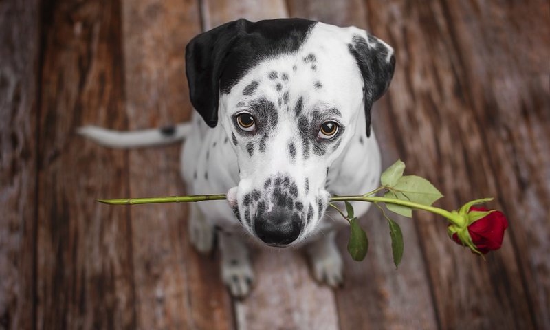 Обои цветок, роза, взгляд, собака, щенок, далматин, далматинец, flower, rose, look, dog, puppy, dalmatian, dalmatians разрешение 2560x1707 Загрузить