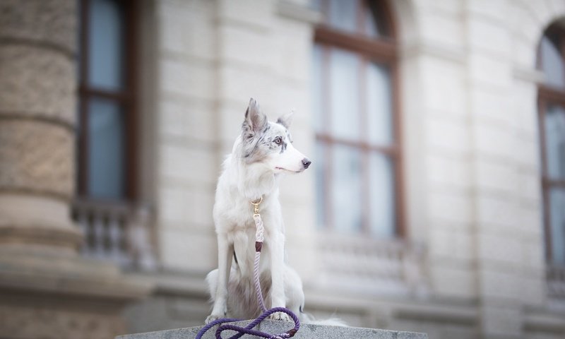 Обои собака, пятна, боке, поводок, бордер-колли, alicja zmysłowska, witty&white, dog, spot, bokeh, leash, the border collie разрешение 2048x1365 Загрузить