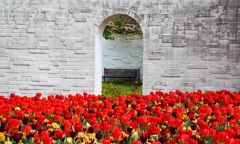 Обои цветы, стена, красные, весна, скамейка, тюльпаны, арка, flowers, wall, red, spring, bench, tulips, arch разрешение 5032x3058 Загрузить