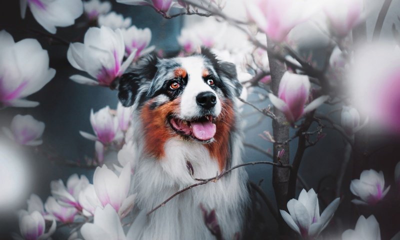 Обои ветки, собака, цветки, магнолия, австралийская овчарка, аусси, branches, dog, flowers, magnolia, australian shepherd, aussie разрешение 2560x1706 Загрузить