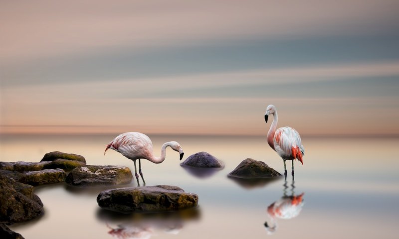 Обои вода, камни, отражение, фламинго, птицы, пара, water, stones, reflection, flamingo, birds, pair разрешение 6000x4000 Загрузить