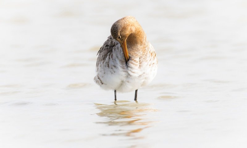 Обои вода, птица, клюв, большой веретенник, water, bird, beak, black-tailed godwit разрешение 2048x1266 Загрузить