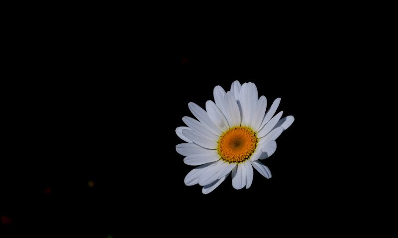 Обои цветок, лепестки, ромашка, черный фон, jazzmatica, flower, petals, daisy, black background разрешение 3746x2424 Загрузить