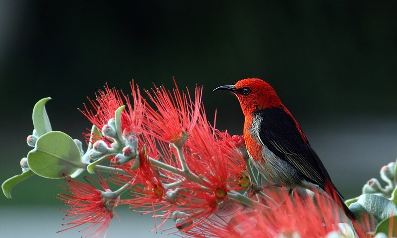 Обои природа, птица, хвост, оперение, алая мизомела, мизомела, nature, bird, tail, scarlet myzomela, myzomela разрешение 6165x4108 Загрузить