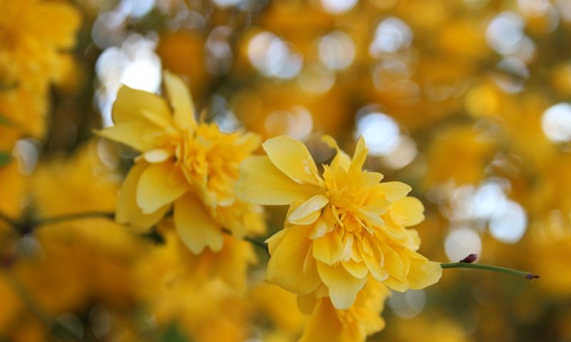 Обои цветы, желтый, макро, весна, куст, жёлтая, керрия, flowers, yellow, macro, spring, bush, kerry разрешение 5184x3456 Загрузить