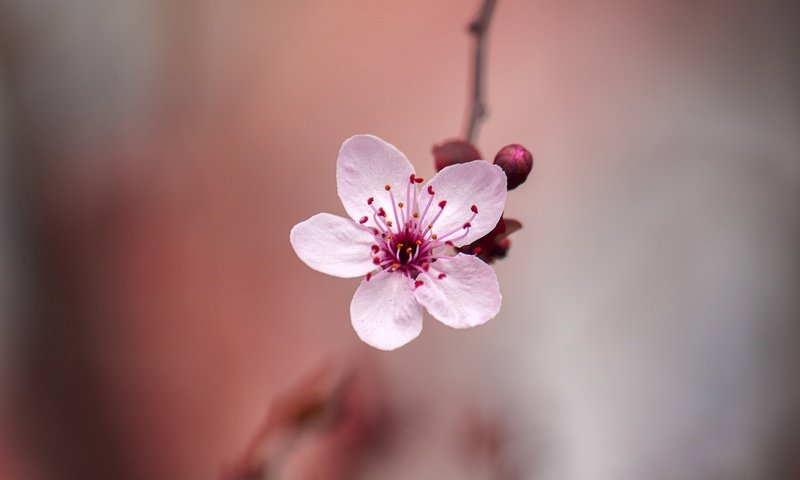 Обои цветение, цветок, размытость, весна, сакура, боке, flowering, flower, blur, spring, sakura, bokeh разрешение 2048x1365 Загрузить