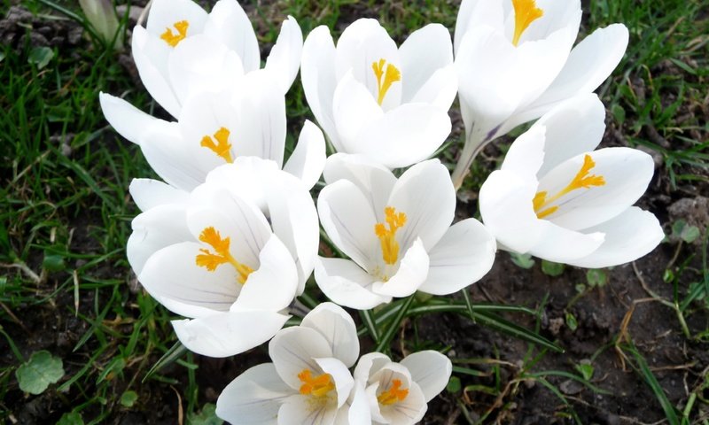 Обои цветы, трава, весна, белые, крокусы, flowers, grass, spring, white, crocuses разрешение 3840x2400 Загрузить