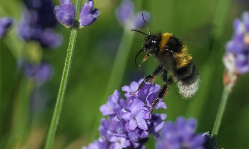 Обои цветы, макро, насекомое, растение, пчела, шмель, flowers, macro, insect, plant, bee, bumblebee разрешение 2048x1360 Загрузить