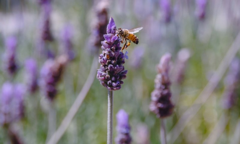 Обои цветы, насекомое, лаванда, пчела, flowers, insect, lavender, bee разрешение 2048x1299 Загрузить