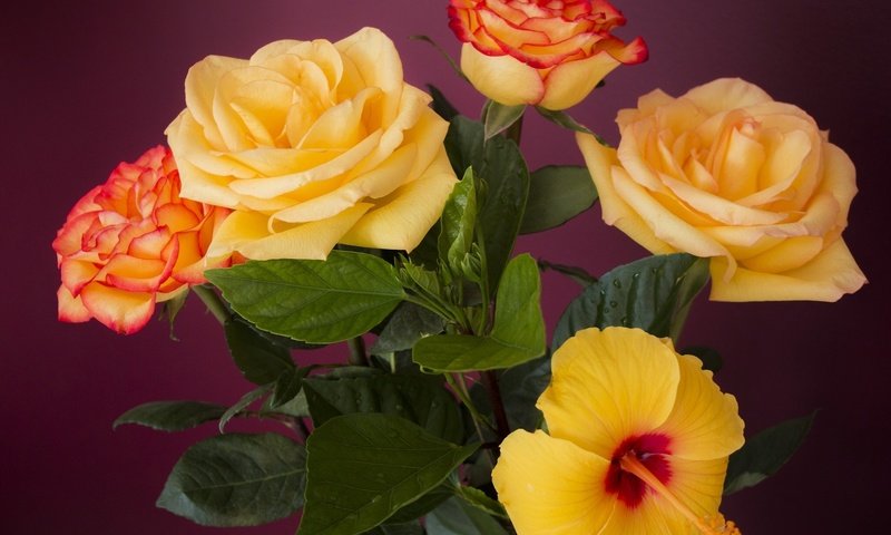 Обои цветы, листья, розы, лепестки, букет, гибискус, flowers, leaves, roses, petals, bouquet, hibiscus разрешение 2048x1365 Загрузить