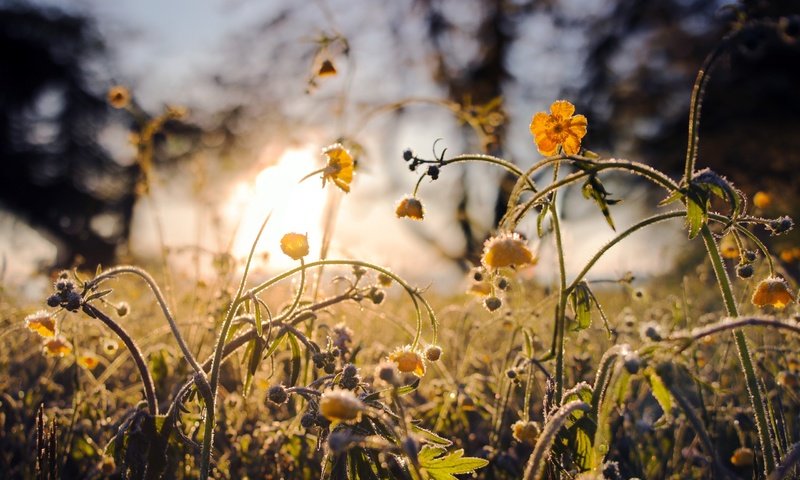 Обои цветы, трава, природа, желтые, полевые цветы, flowers, grass, nature, yellow, wildflowers разрешение 2560x1689 Загрузить