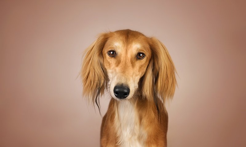 Обои глаза, фон, взгляд, собака, рыжая, kenny, салюки, eyes, background, look, dog, red, saluki разрешение 2048x1367 Загрузить