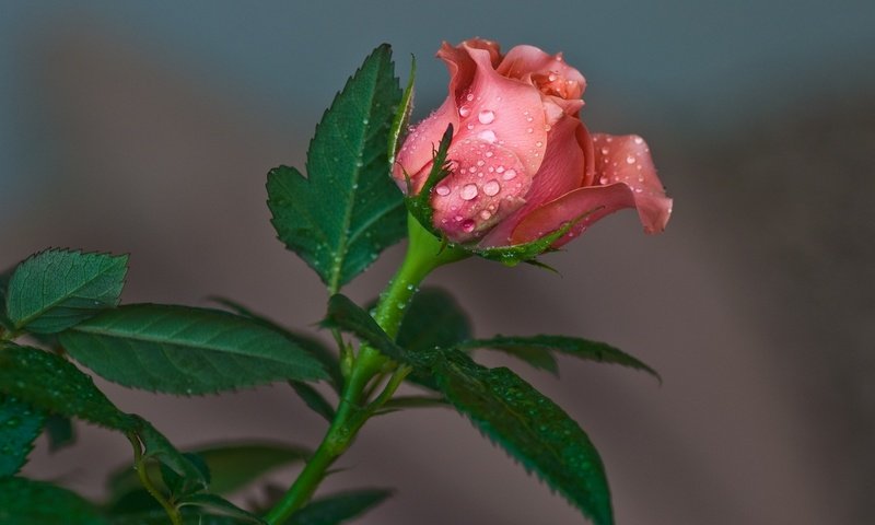 Обои листья, цветок, капли, роза, лепестки, бутон, leaves, flower, drops, rose, petals, bud разрешение 2048x1365 Загрузить
