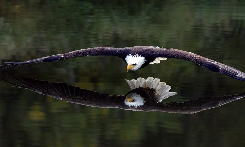 Обои отражение, полет, крылья, орел, птица, белоголовый орлан, reflection, flight, wings, eagle, bird, bald eagle разрешение 1920x1080 Загрузить