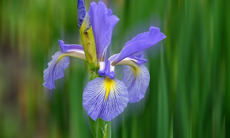 Обои природа, макро, цветок, лепестки, ирис, nature, macro, flower, petals, iris разрешение 2048x1360 Загрузить