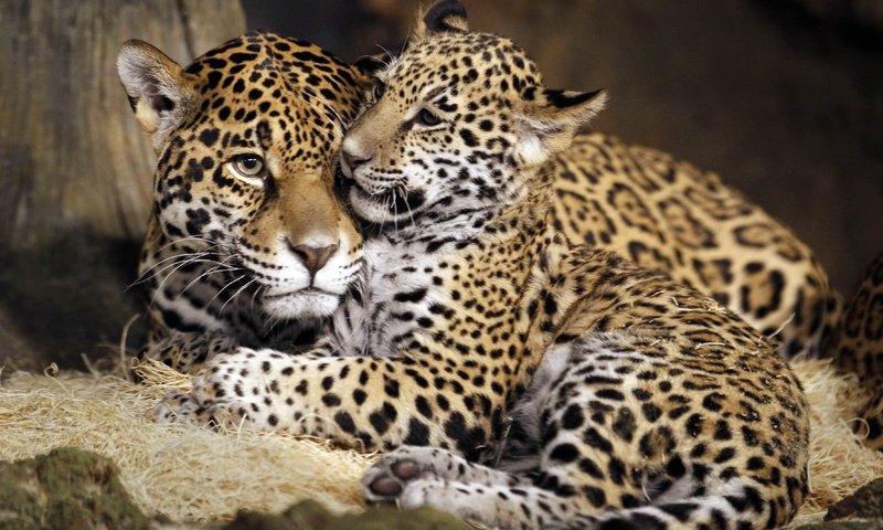 Обои ягуар, семья, дикая кошка, детеныш, ягуары, jaguar, family, wild cat, cub, jaguars разрешение 4440x3096 Загрузить