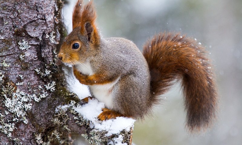 Обои снег, дерево, белка, хвост, белочка, грызун, snow, tree, protein, tail, squirrel, rodent разрешение 5184x3456 Загрузить