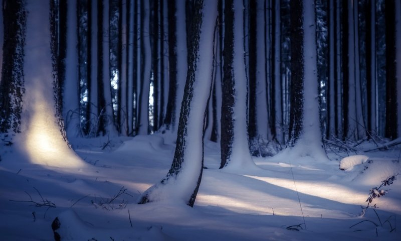 Обои деревья, снег, лес, зима, стволы, trees, snow, forest, winter, trunks разрешение 2560x1707 Загрузить