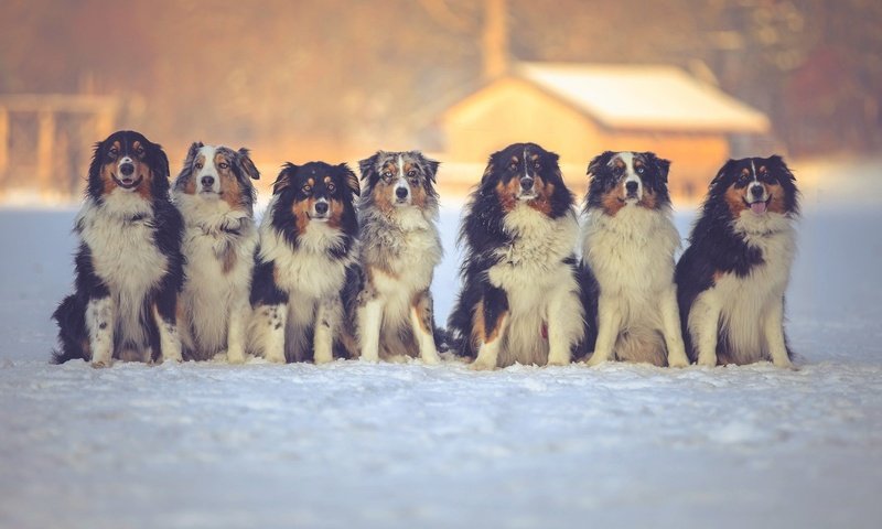 Обои снег, зима, друзья, собаки, австралийская овчарка, snow, winter, friends, dogs, australian shepherd разрешение 2048x1152 Загрузить