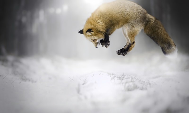 Обои снег, зима, прыжок, лиса, лисица, животное, snow, winter, jump, fox, animal разрешение 2048x1365 Загрузить