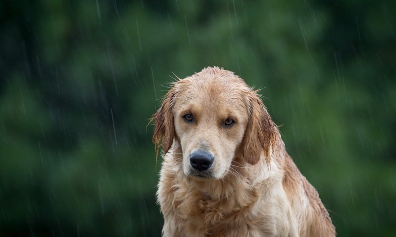 Обои мордочка, взгляд, собака, дождь, ушки, золотистый ретривер, muzzle, look, dog, rain, ears, golden retriever разрешение 3840x2160 Загрузить