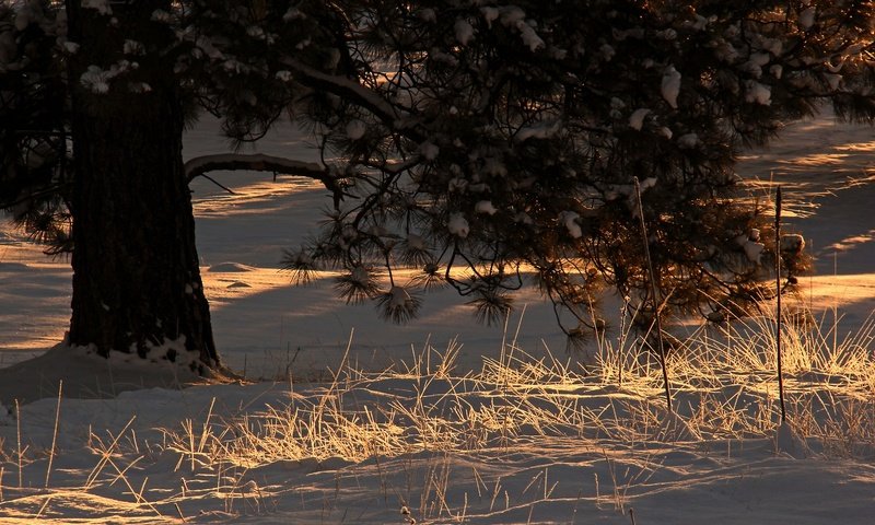 Обои свет, снег, дерево, хвоя, зима, утро, ветки, сосна, light, snow, tree, needles, winter, morning, branches, pine разрешение 2048x1365 Загрузить