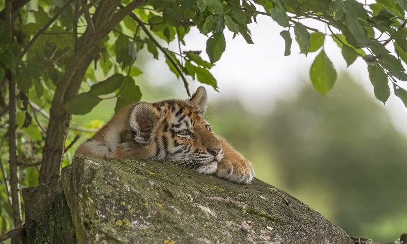 Обои тигр, дерево, хищник, камень, тигренок, tiger, tree, predator, stone разрешение 2048x1320 Загрузить