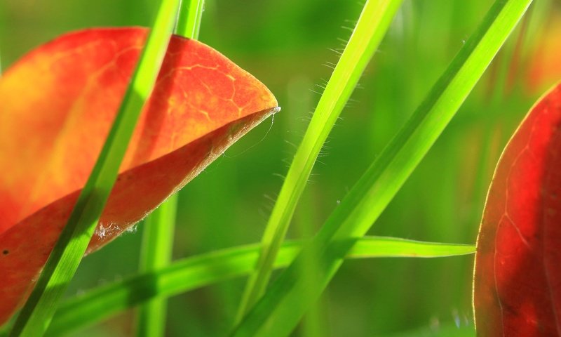 Обои трава, природа, листья, макро, grass, nature, leaves, macro разрешение 2048x1332 Загрузить