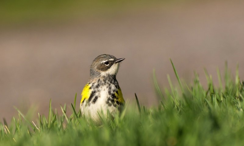 Обои трава, природа, птица, клюв, grass, nature, bird, beak разрешение 2048x1326 Загрузить