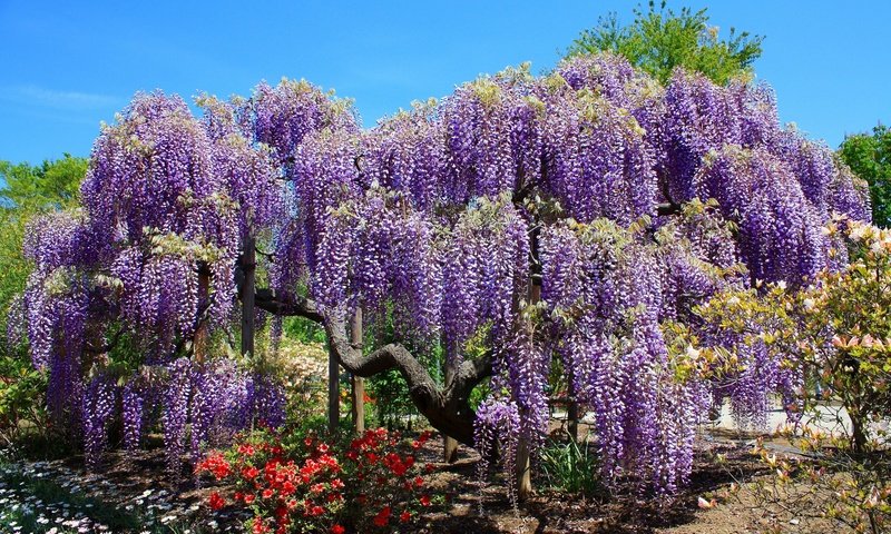 Обои деревья, цветение, парк, весна, тюльпаны, глициния, вистерия, trees, flowering, park, spring, tulips, wisteria разрешение 4000x2667 Загрузить