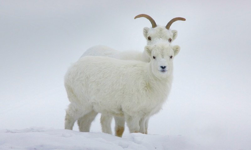 Обои зима, рога, канада, бараны, юкон, баран далла, winter, horns, canada, sheep, yukon, sheep dalla разрешение 1920x1200 Загрузить