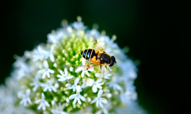 Обои насекомое, цветок, черный фон, муха, журчалка, jazzmatica, insect, flower, black background, fly, gorzalka разрешение 4896x2760 Загрузить