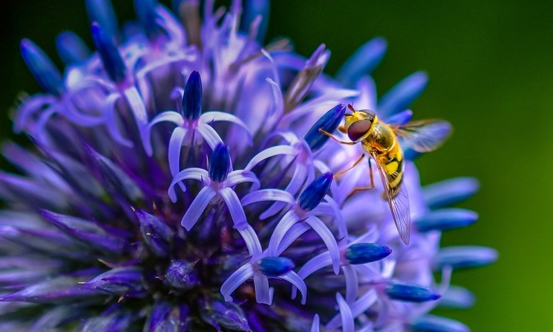 Обои насекомое, цветок, пчела, insect, flower, bee разрешение 1938x1276 Загрузить