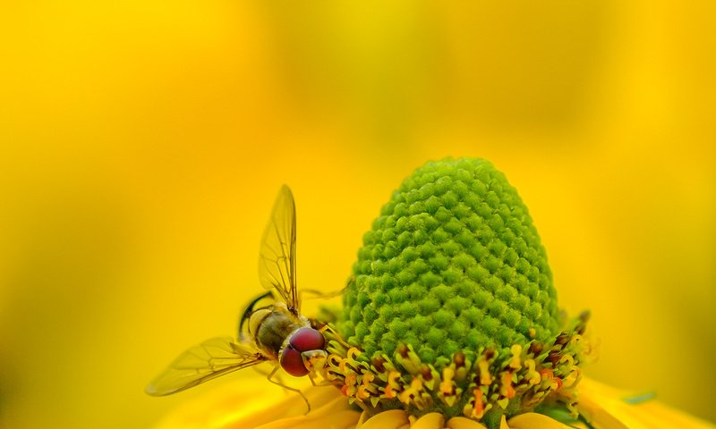 Обои желтый, макро, насекомое, фон, цветок, пчела, рудбекия, yellow, macro, insect, background, flower, bee, rudbeckia разрешение 2072x1324 Загрузить