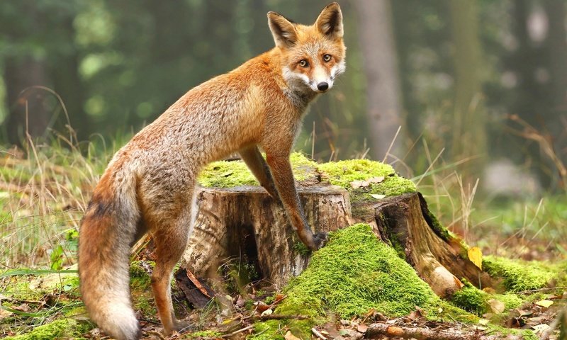 Обои взгляд, лиса, мох, лисица, животное, пень, look, fox, moss, animal, stump разрешение 2880x1800 Загрузить