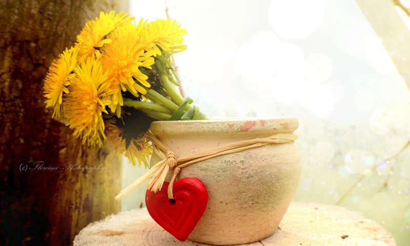 Обои цветы, сердечко, сердце, одуванчики, flowers, heart, dandelions разрешение 1920x1200 Загрузить