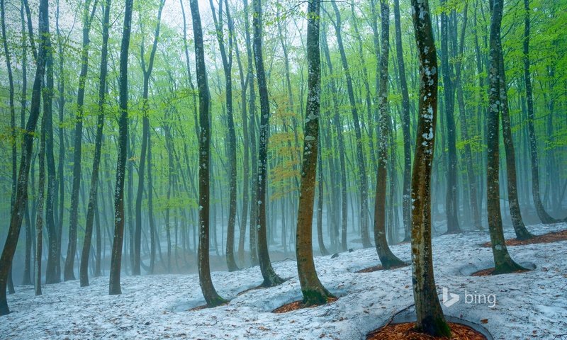 Обои деревья, природа, лес, зима, стволы, bing, trees, nature, forest, winter, trunks разрешение 1920x1200 Загрузить