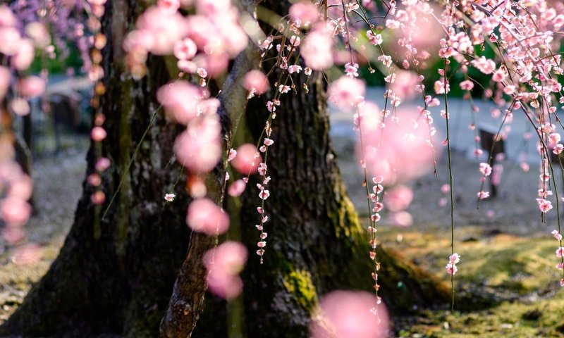 Обои природа, дерево, цветение, весна, сакура, nature, tree, flowering, spring, sakura разрешение 1920x1080 Загрузить