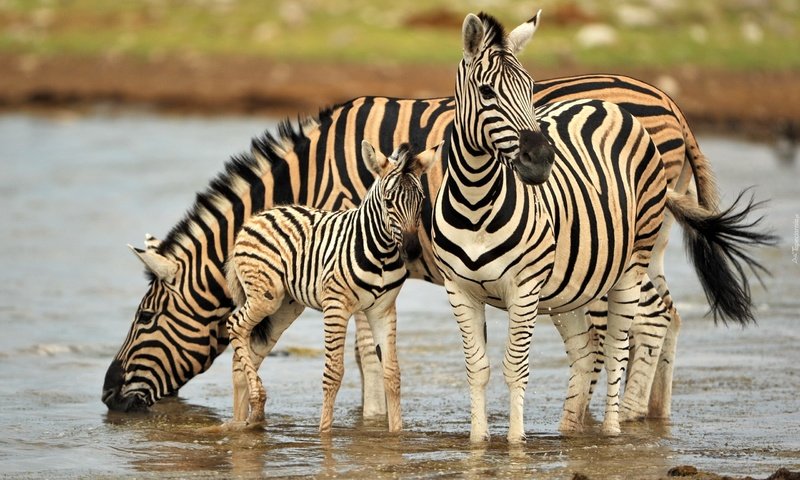 Обои вода, зебра, животные, водопой, зебры, water, zebra, animals, drink разрешение 2560x1600 Загрузить