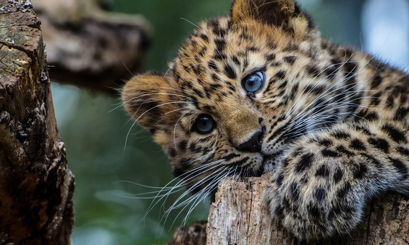 Обои глаза, дерево, взгляд, леопард, большая кошка, леопарды, детеныш, eyes, tree, look, leopard, big cat, leopards, cub разрешение 1920x1080 Загрузить