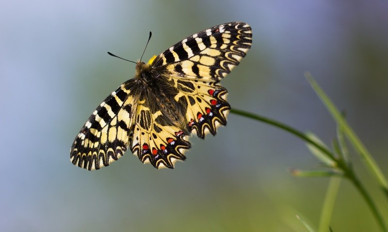 Обои макро, бабочка, боке, macro, butterfly, bokeh разрешение 1920x1200 Загрузить