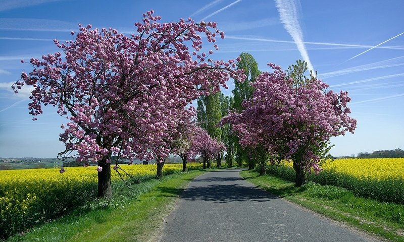 Обои небо, дорога, деревья, солнце, цветение, поля, весна, рапс, the sky, road, trees, the sun, flowering, field, spring, rape разрешение 1920x1200 Загрузить