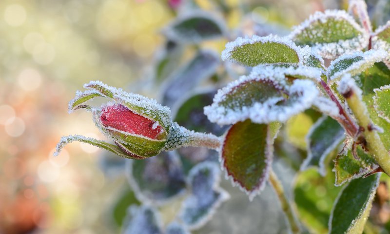 Обои снег, листья, цветок, иней, роза, бутон, snow, leaves, flower, frost, rose, bud разрешение 1920x1200 Загрузить