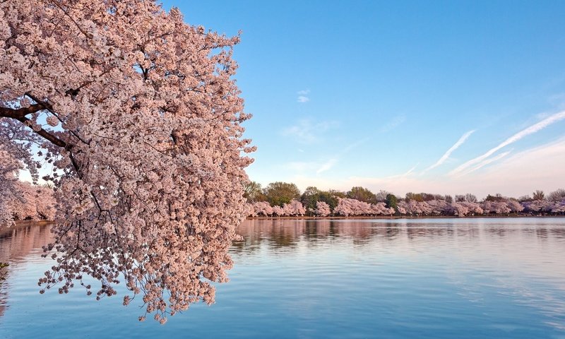 Обои небо, вода, цветение, пейзаж, весна, сакура, the sky, water, flowering, landscape, spring, sakura разрешение 1920x1080 Загрузить