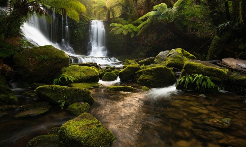 Обои река, природа, камни, лес, водопад, джунгли, тасмания, river, nature, stones, forest, waterfall, jungle, tasmania разрешение 1920x1200 Загрузить