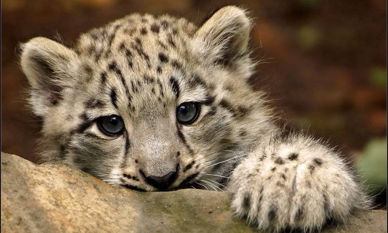 Обои глаза, мордочка, взгляд, снежный барс, ирбис, детеныш, eyes, muzzle, look, snow leopard, irbis, cub разрешение 1920x1200 Загрузить
