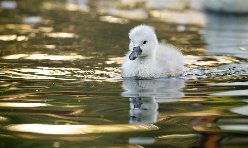 Обои вода, птенец, отражение, птица, малыш, лебедь, лебедёнок, water, chick, reflection, bird, baby, swan, lebedenko разрешение 1920x1200 Загрузить