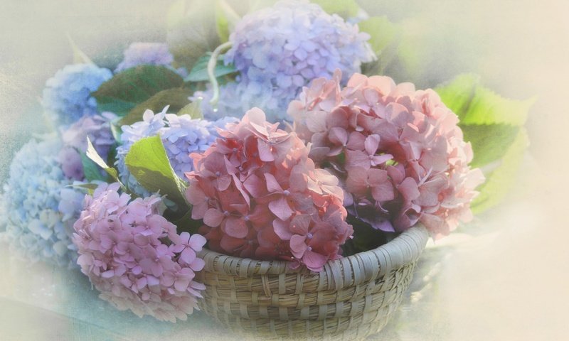 Обои цветы, размытость, соцветия, корзинка, гортензия, flowers, blur, inflorescence, basket, hydrangea разрешение 2048x1297 Загрузить